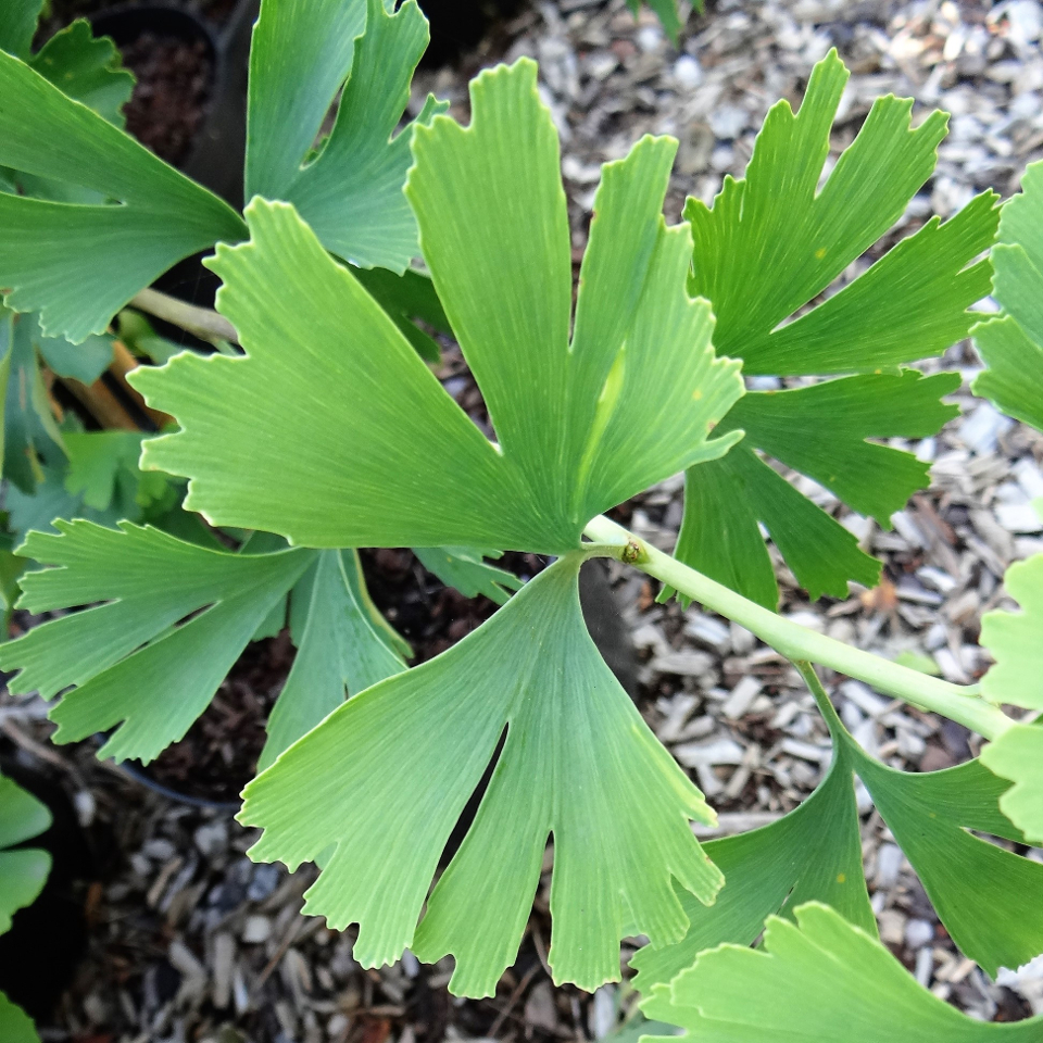GINKGO BILOBA 40 varieties 2/2 Mundi Plantarum